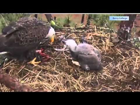 Baby Bald Eagle Makes Adorable Debut!