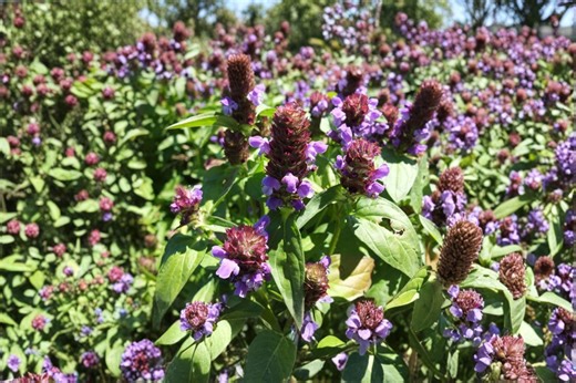 Heal All – Prunella Vulgaris, Perennial Medicinal Herb | Groundcover (100 Seeds) - Etsy