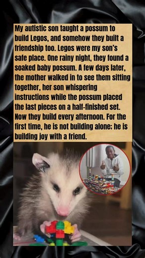 97K views · 1.7K reactions | Autistic Son Teaches Possum to Build Legos (Incredible Bond) #Wholesome #Wildlife #raccoon | The Animal Story book | Facebook