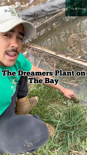 I’ll be dreaming of not having to worry about brain eating amoebas when I take a swim 😬 #lifeinsurancesavesthebay #baylife | Bay Life Brokerage