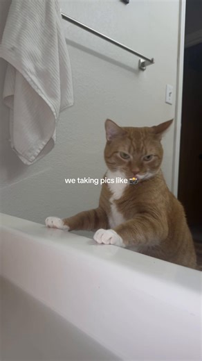 Understanding Life with an Orange Cat
