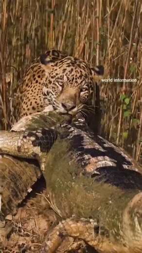 The jaguar (Panthera onca)#shorts #short #Jaguar#BigCats#Wildlife#ApexPredator#JungleKing#bug