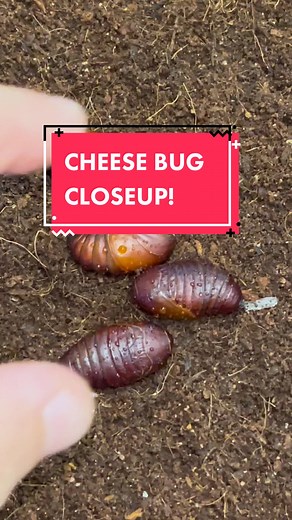 Exploring the Enigmatic Cheese Bug: A Fascinating Look at Moths and Insects