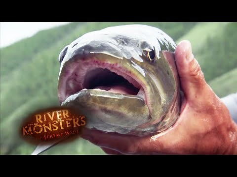 Catching A TENACIOUS Taimen | TAIMEN | River Monsters