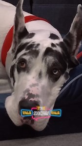 Naomi Watts Acting with Bing #naomiwatts #jimmyfallon #foryou #shorts #lovedogs | Thetalkshowtalk FANS