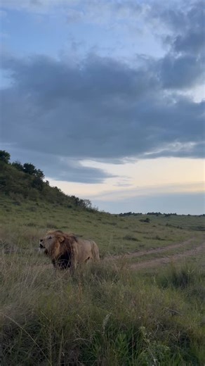 Robin Hurt Safaris Kenya | If you ever needed a reminder that you’re just a squishy little human without claws or big teeth this is a good way to do it!... | Instagram