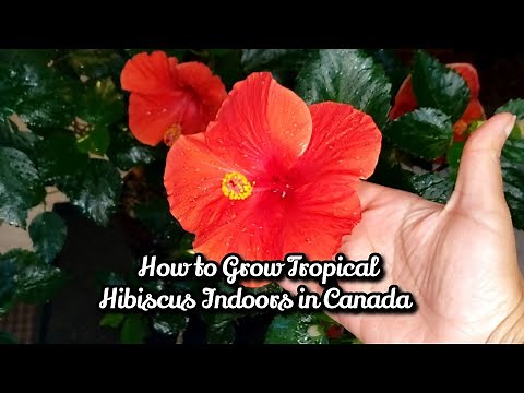 How to Grow Tropical Hibiscus Indoors during winters