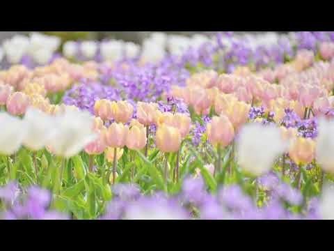 アンダーソン: 春が来た［ナクソス・クラシック・キュレーション #ファンタジー］／Leroy, Andersoni: The First Day of Spring