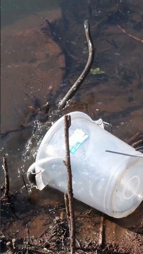 Chasing Venomous Black Mambas Back Into Wild With Drone (Animal Rescue )