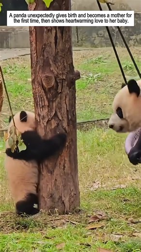 A panda becomes a mom for the first time! | kholoud bakali