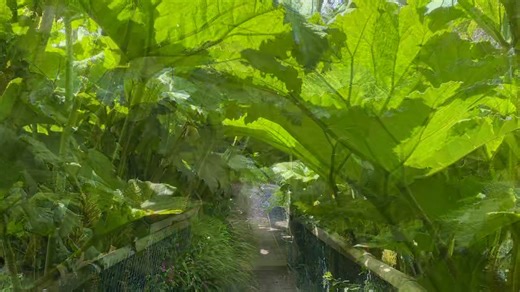 Have you ever wondered how quick the Gunnera grows here at Exmoor Zoo? We took photos intermittently at the end of April until a few days ago to show you how massive it can grow here at Exmoor Zoo! We love the jungle feel it gives to our animals and to you of course, makes you feel like you could be on a safari! #gunnera #leaves #leaveschanging #exmoorzoo #floraandfauna | Exmoor Zoo