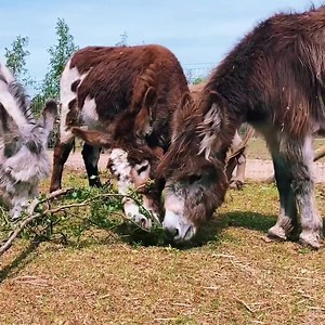 18K views · 1.3K reactions | Providing donkeys with trees and shrubs to forage from has multiple benefits - but it's important to make sure you're picking the right ones. ⚠️ Find out which plants are safe for donkeys and which ones you should avoid ➡️ bray.news/4cuDB62 | The Donkey Sanctuary Sidmouth | Facebook