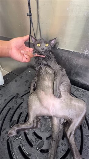 Antonio Smith on Instagram: "Piper is gifted😍 #nebelung#cats#lovecats"