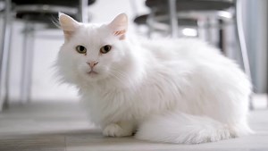 Fascinating Facts About White Cats