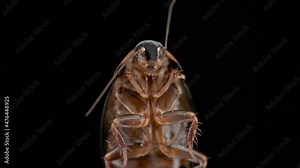 Cockroach insect Pycnoscelus nigra, family Blaberidae. They usually bury themselves in the soil