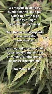 Avoid Leaf Damage on Your Autoflowers