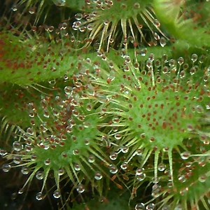 D. Spatulata - Sundew - Spoon-leaved Sundew - Fully Rooted POTTED Plant - Not Bare Root - Etsy