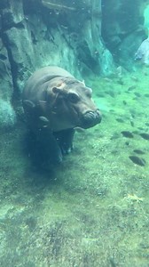 214K views · 23K reactions | Fiona - swimming with the fishes. | Cincinnati Zoo & Botanical Garden | Facebook