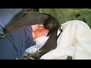 Baby Bat waking up yawning and cute sounds. Megabat black male, orphaned (Flying-Fox) (Fruit bat)