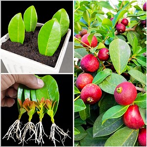 23K views · 144 reactions | A wonderful tips & trick to grow strawberry guava plant at home || The method of home planting | Rana Craft | Facebook
