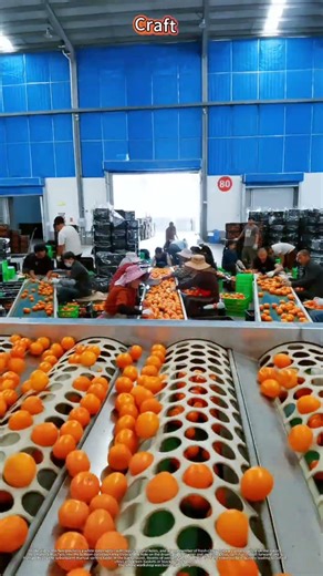 ASMR Citrus Grading with Roller Sorter