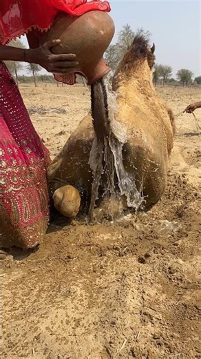 قامت فتاة بإزالة جسم عالق في ذيل جمل مسكين