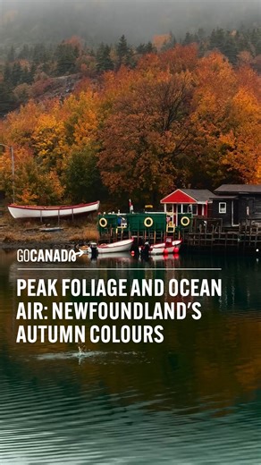 Go Canada on Instagram: "Newfoundland in the fall offers a breathtaking display of rugged beauty. The landscape erupts into vibrant, low-lying colour. Hillsides will be painted with the golds and russets of scattered birch trees. Countless creeks and rivers become crystal clear, perfectly reflecting this dramatic colour scheme and offering a crisp, refreshing soundtrack for any hike.⁠ ⁠ The autumn months bring unique sights to the island: brisk, invigorating air perfect for exploration. Moose ar