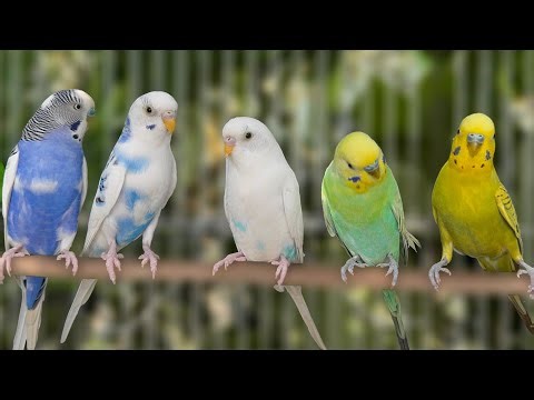 4 Hours of Happy Budgie Sounds • Parakeet Chirping for Joy & Calm