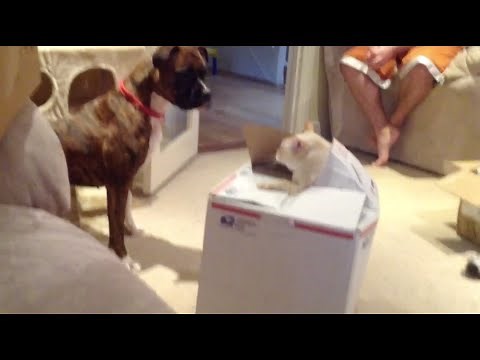 Animal Pranksters: Compilation