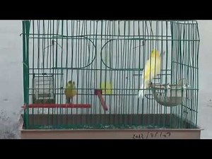 تزاوج الكناري Accouplement Canaris