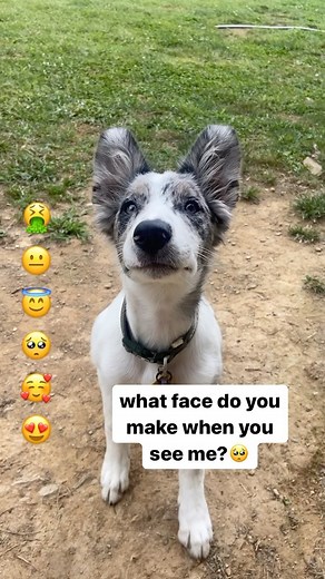 52K views · 2.1K reactions | What face do you make? Wait did everybody scroll?梁 #bordercollie #bordercolliepuppy #puppiesofinstagram #bordercolliesofinstagram #puppylove #puppies #cutedogs #dogsofinstagram | Favcollie | Facebook