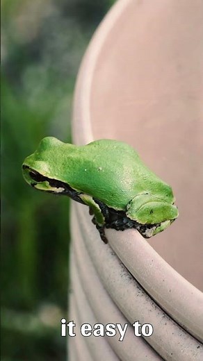 European Tree Frog Facts