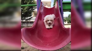 Cutest Animal Videos of the Day – Handpicked by Aww Animal!