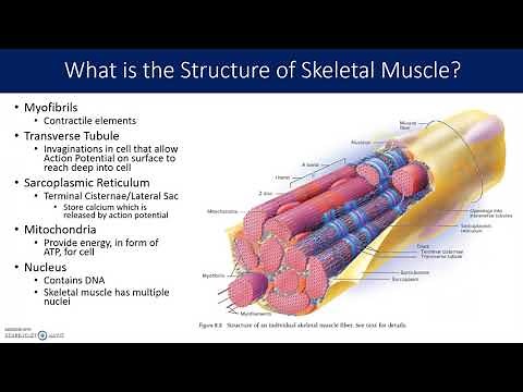 Muscle and Sarcomere Structure