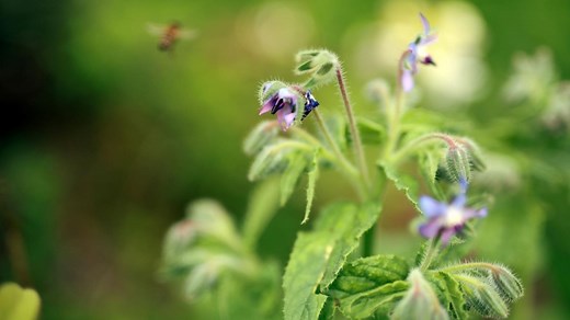 Schnittgut: Schnittgut, 28.10.25: Brennnessel