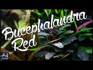 Bucephalandra sp. Red introduced | AquaOwner