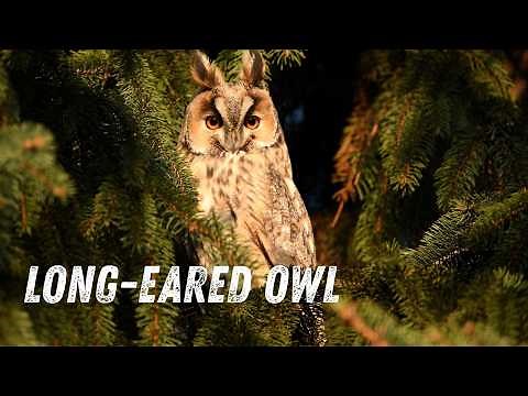 Long-eared Owl Sounds & Calls | The Mysterious Voice of the Night