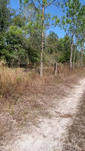 Male Deer in Natural Habitat - A Captivating Encounter