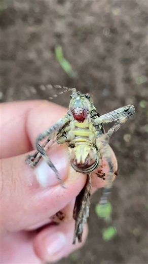 Bush Cricket🦗 #insect #shorts