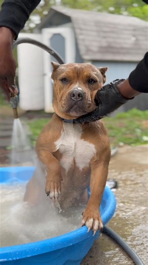 Cupcake hates bath time 🐾 #pocketbully #puppy #pocketamericanbully #americanbully