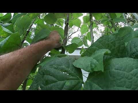 Oh No, I Pruned my Pole Beans Back Now look at them!