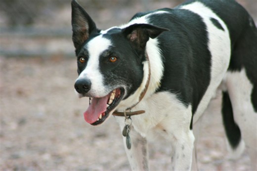 A Personal Introduction to the McNab Dog Breed (McNab Border Collie)