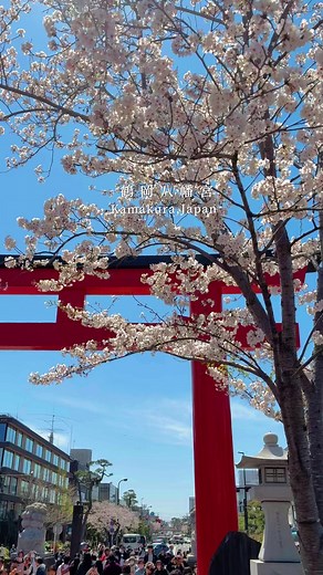 鶴岡八幡宮の段葛で楽しむ桜の満開