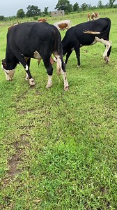 🇲🇱 | Élevage au Mali