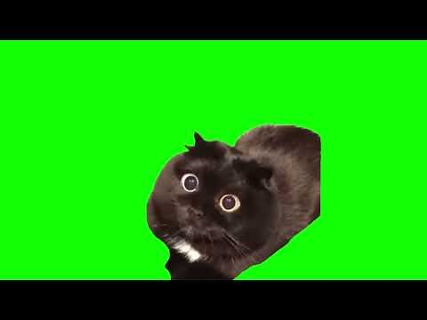 【猫ミーム】きょろきょろ黒猫GB素材 [Cat meme Be surprised cat]
