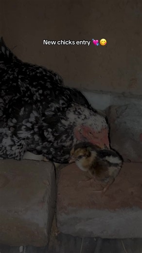 New chicks entry: Aseel breeders Rawalpindi tips 2026