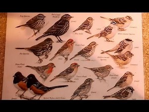 Southern California Bird Identification Guide