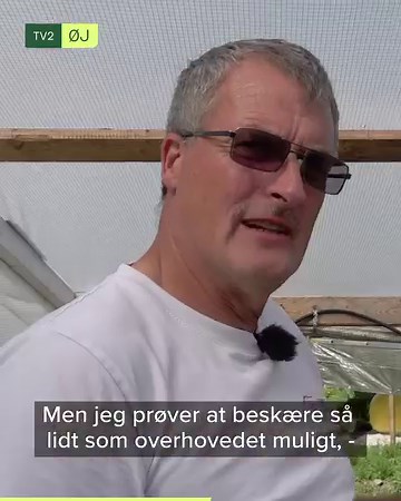 Ole dyrker græskar på flere hundrede kilo 🎃 Han stiller op til DM med sin nyeste kreation, der vil bevæge sig ind blandt de allerstørste i danmarkshistorien, mener han selv 👀 | TV2 Østjylland