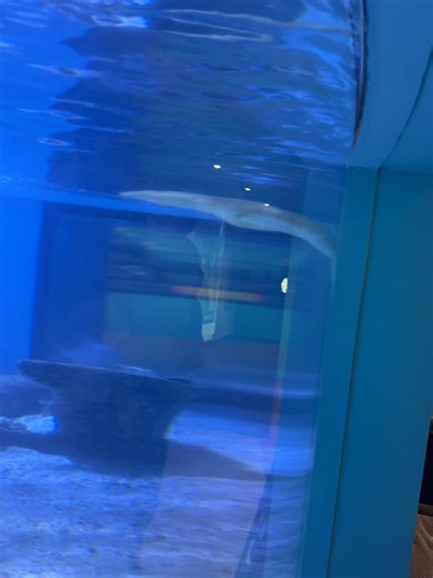 The Relaxing Beauty of Sea Turtles