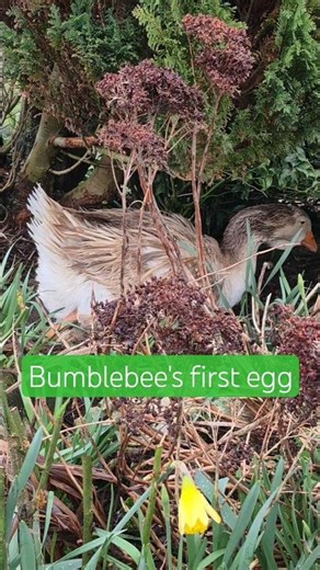 Bumblebee's first egg